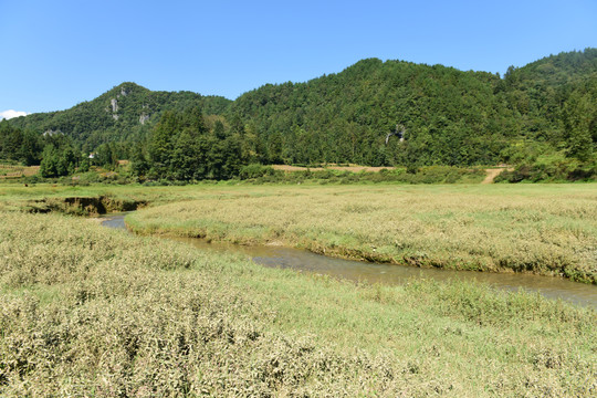山区山脉草场放牧