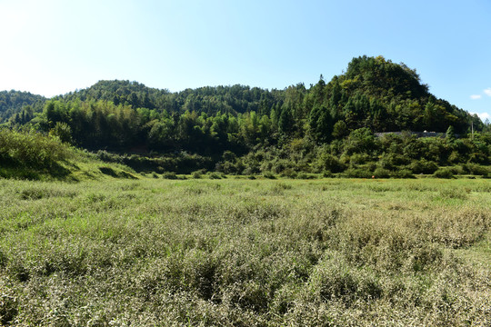 山区山脉草场放牧