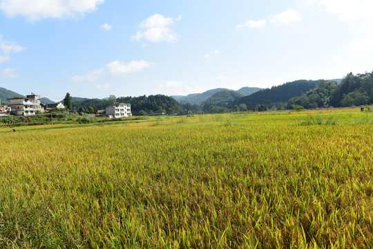 稻田稻谷