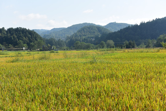 稻田稻谷