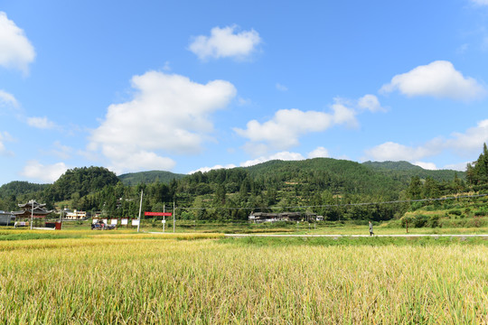 稻田稻谷