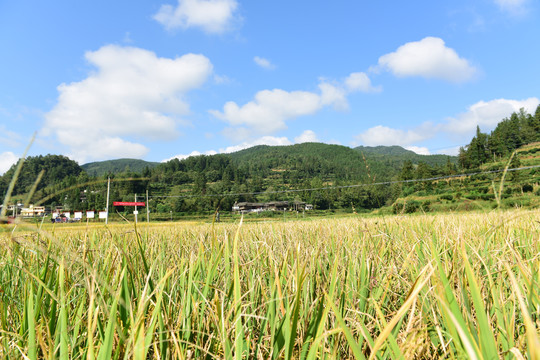 稻田稻谷