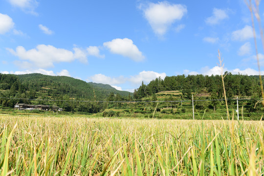 稻田稻谷