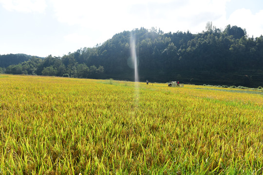 金色的水稻稻谷
