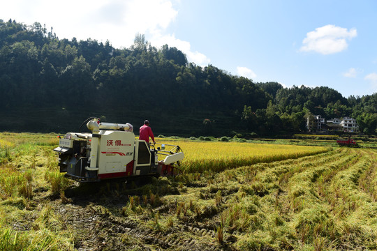 收割稻田的稻谷