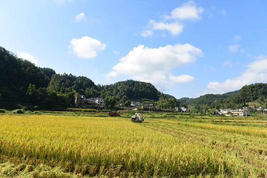 收割稻田的稻谷