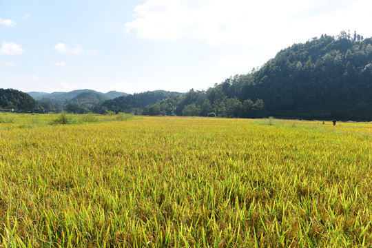 丰收水稻稻谷