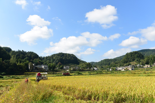 蓝天白云下的水稻稻谷丰收