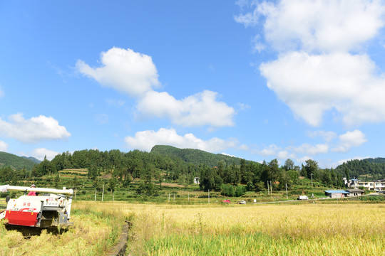 蓝天白云下的水稻稻谷丰收