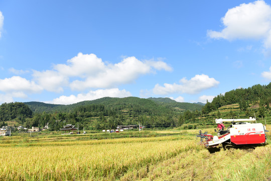 蓝天白云下的水稻稻谷丰收