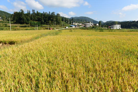 水稻稻谷丰收