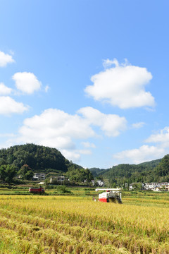 农田成熟的水稻稻谷