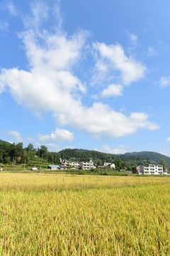 农田成熟的水稻稻谷