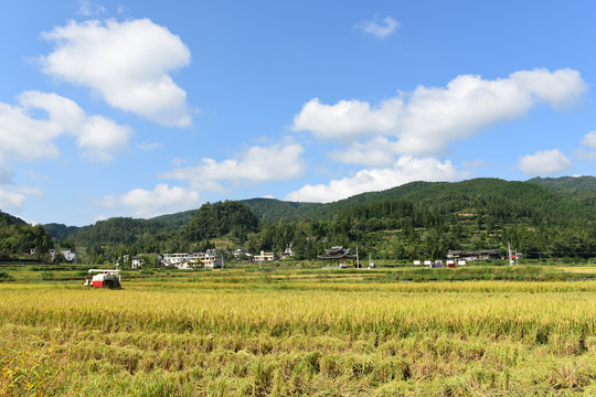 农田成熟的水稻稻谷