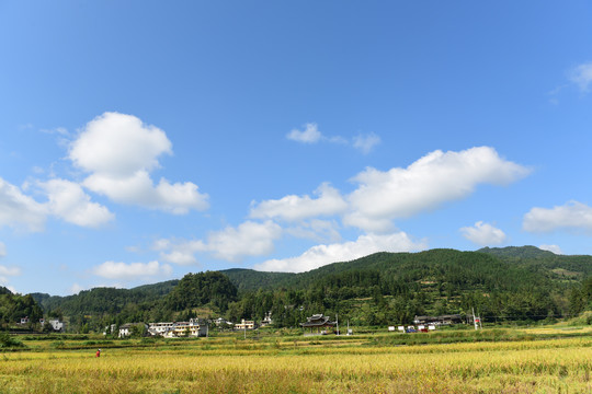 农田成熟的水稻