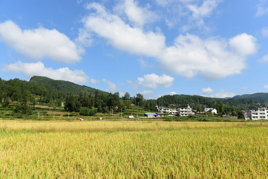 农田成熟的水稻