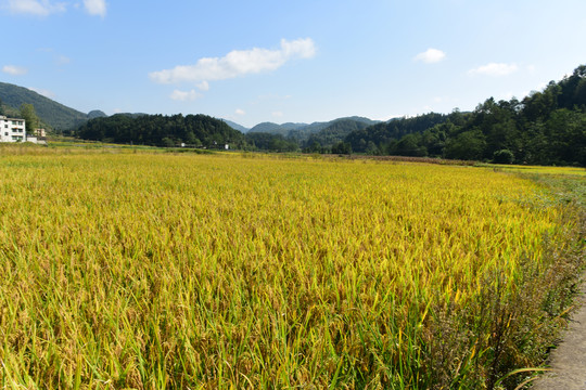 农田成熟的水稻