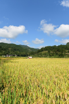 农田成熟的水稻