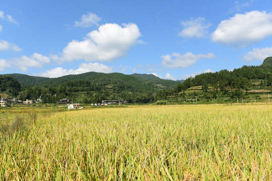 农田成熟的水稻