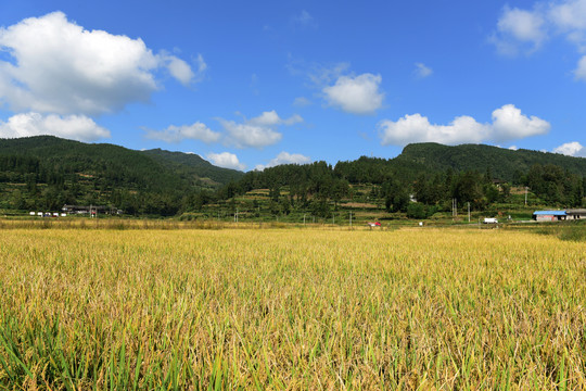 丰收水稻稻穗