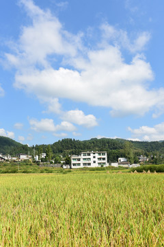 丰收水稻稻穗