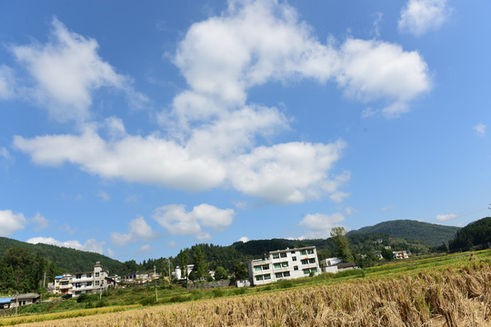 收割水稻