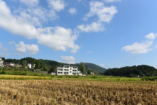 收割水稻