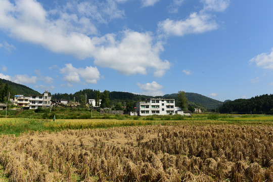 农田成熟的水稻