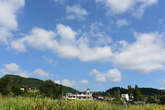 农田成熟的水稻