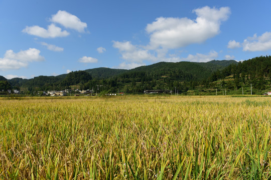 农田成熟的水稻