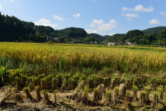 收割水稻