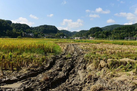 收割水稻
