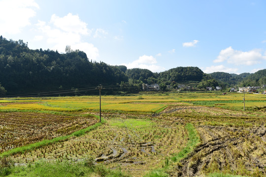 收割水稻