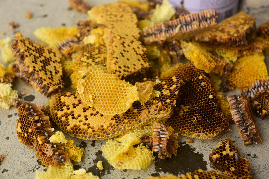 养蜂场蜂蜜蜂巢