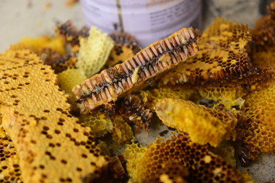 养蜂场蜂蜜蜂巢