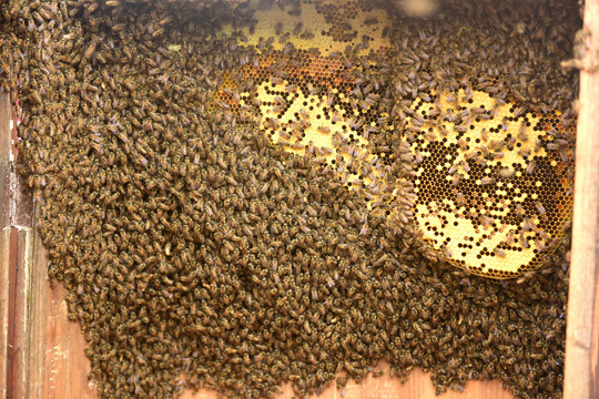 蜜蜂巢穴酿蜜