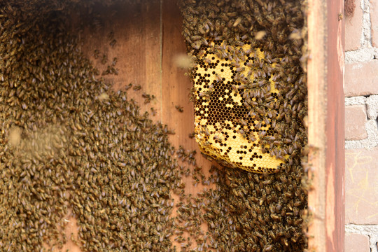 蜜蜂巢穴酿蜜