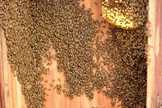 蜂箱蜂蜜