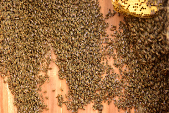 蜂箱蜂蜜