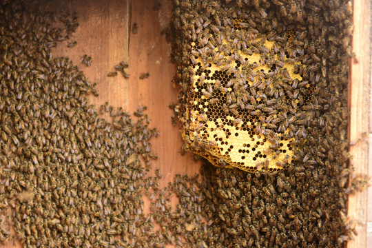 养蜂场取蜜蜂
