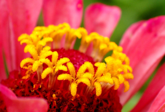 花卉素材