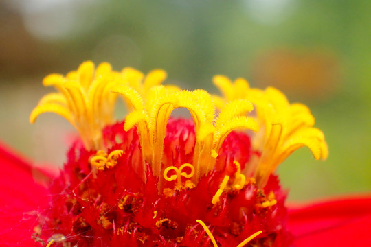 花卉素材