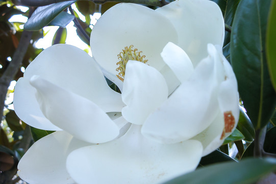 荷花玉兰