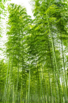 竹林