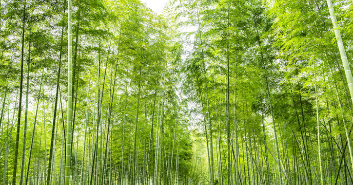 竹林