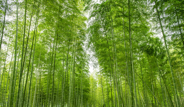 竹林