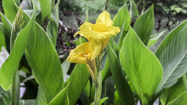 湖畔芭蕉美