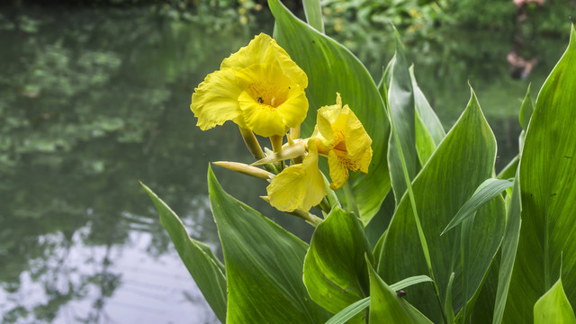 湖畔芭蕉美