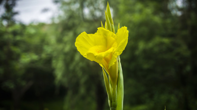 湖畔芭蕉美