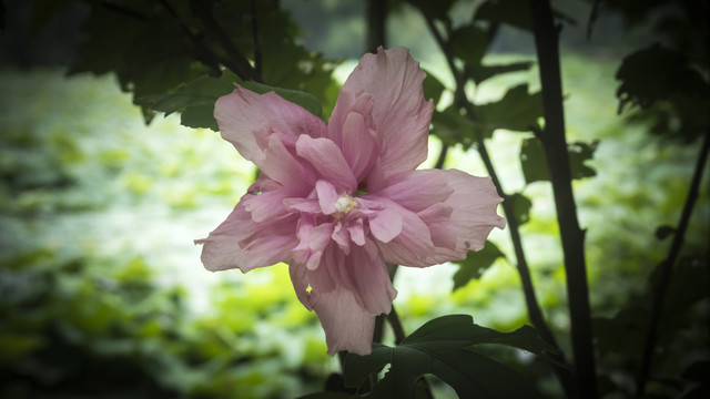 湖畔木槿花